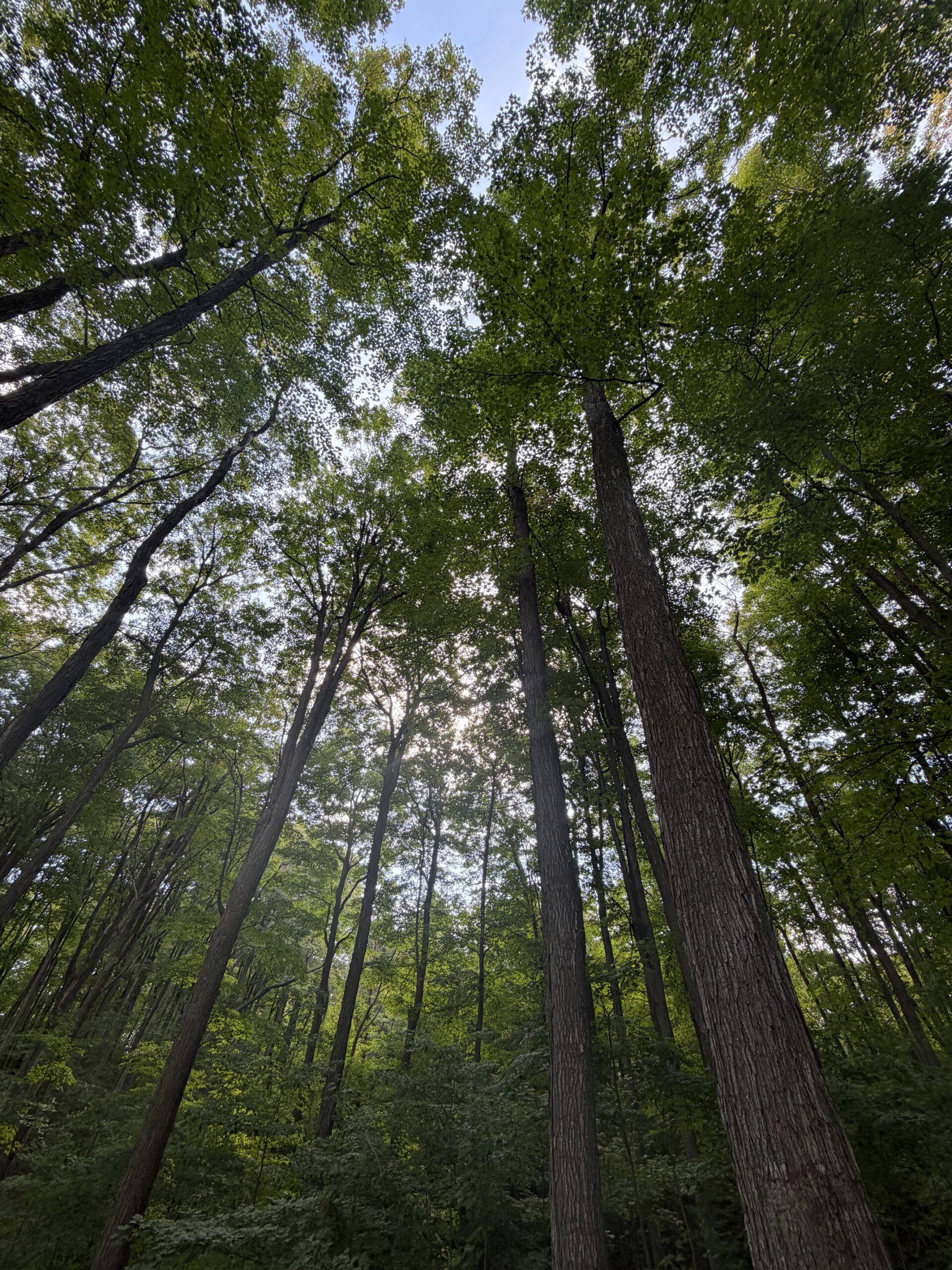 Looking up into the tall trees at Maple Lane